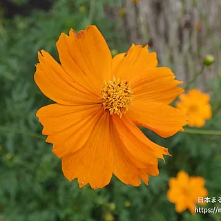 キバナコスモス（花）の写真