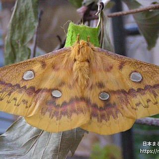 ウスタビガの写真