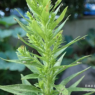 セイタカアワダチソウの写真