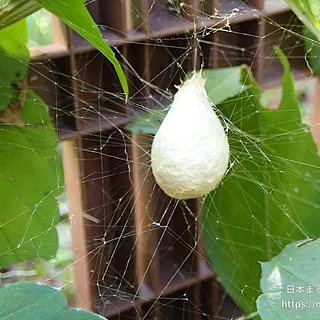 ナガコガネグモ（卵）の写真
