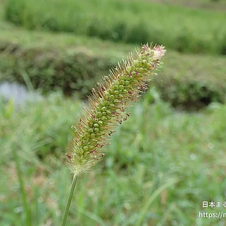 エノコログサ属（実・種子）の写真