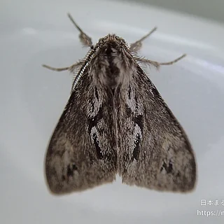 Parocneria属の写真
