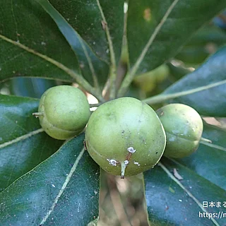 トベラ（実・種子）の写真