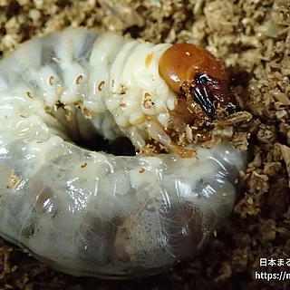 オオクワガタ（幼体）の写真