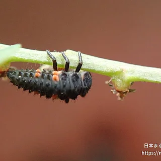 ナナホシテントウの写真