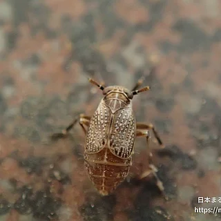 Cemus属（成体）の写真