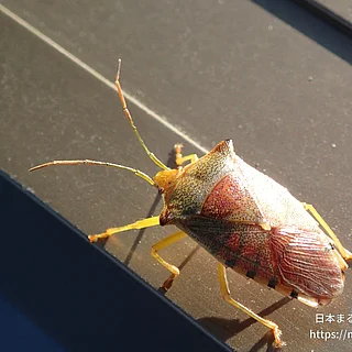 セアカツノカメムシの写真