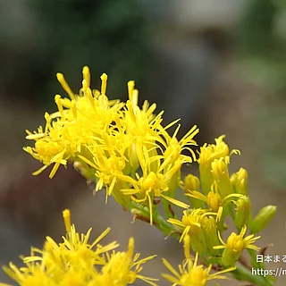 セイタカアワダチソウ（花）の写真
