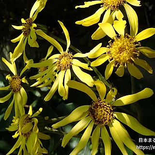 ツワブキの写真