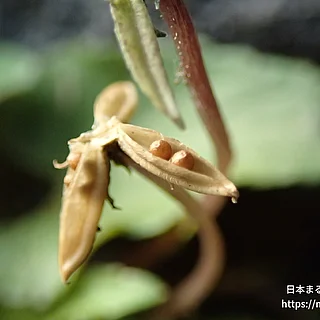 スミレ（実・種子）の写真
