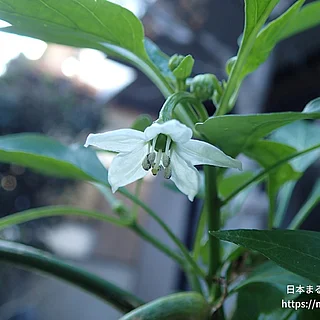 ピーマン（花）の写真