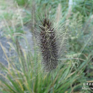 チカラシバの写真