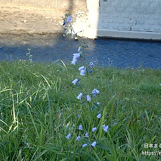 ツリガネニンジン属の写真