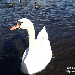 コブハクチョウの写真