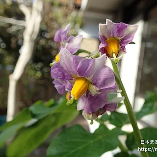 ジャガイモ（花）の写真