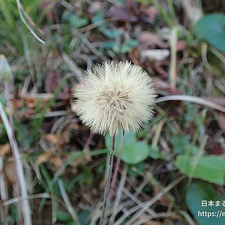 センボンヤリの写真