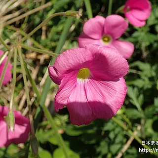 ハナカタバミの写真