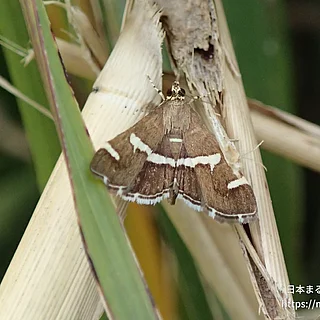 シロオビノメイガの写真