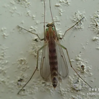 セスジユスリカの写真