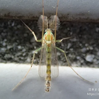 セスジユスリカの写真