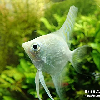 プラチナエンゼルの写真