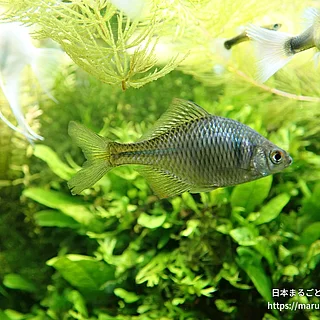 タイリクバラタナゴの写真