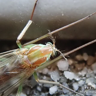 セスジユスリカの写真