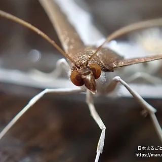 ワタヘリクロノメイガの写真