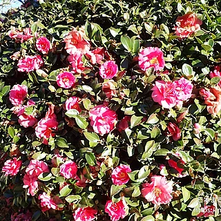 サザンカ（花）の写真