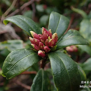ジンチョウゲ（花）の写真