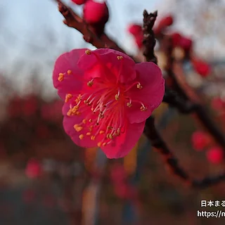 ウメ（花）の写真
