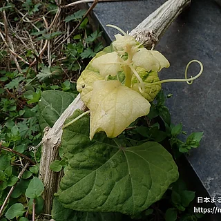 ハヤトウリの写真