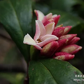 ジンチョウゲ（花）の写真