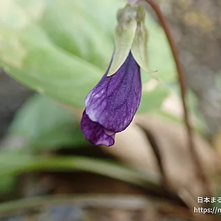 スミレ（花）の写真