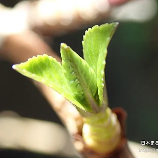アジサイの写真