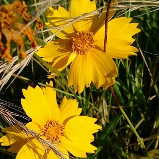オオキンケイギク（花）の写真
