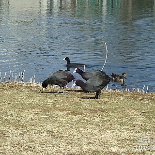 オオバンの写真