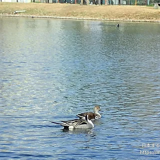 オナガガモの写真