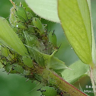 ソラマメヒゲナガアブラムシの写真