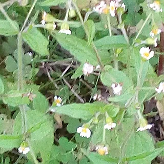 ハキダメギクの写真