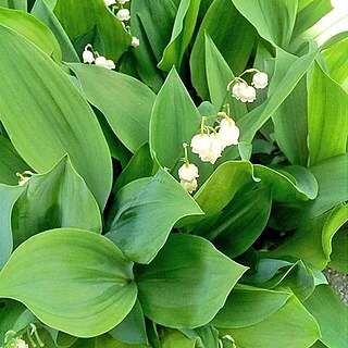スズラン属（花）の写真