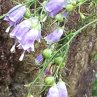 ツリガネニンジン属（花）の写真
