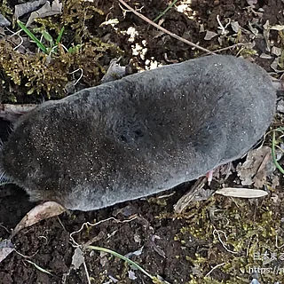 アズマモグラの写真