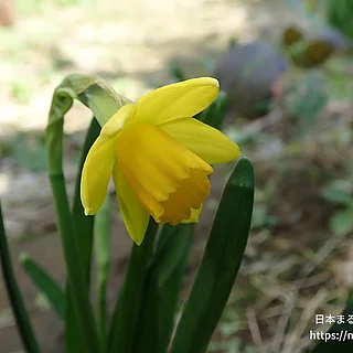 テータテート（花）の写真