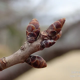 ソメイヨシノの写真