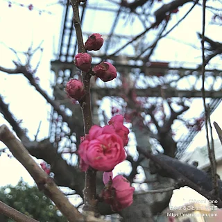 名前不明の写真