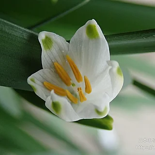 スノーフレーク（花）の写真