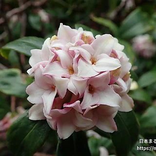 ジンチョウゲ（花）の写真