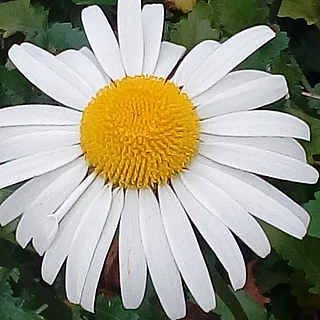 フランスギク（花）の写真