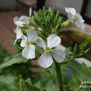 ダイコン（花）の写真